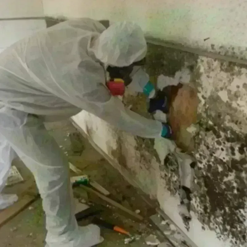 Mold Remediation and Removal in Dallas County, MO